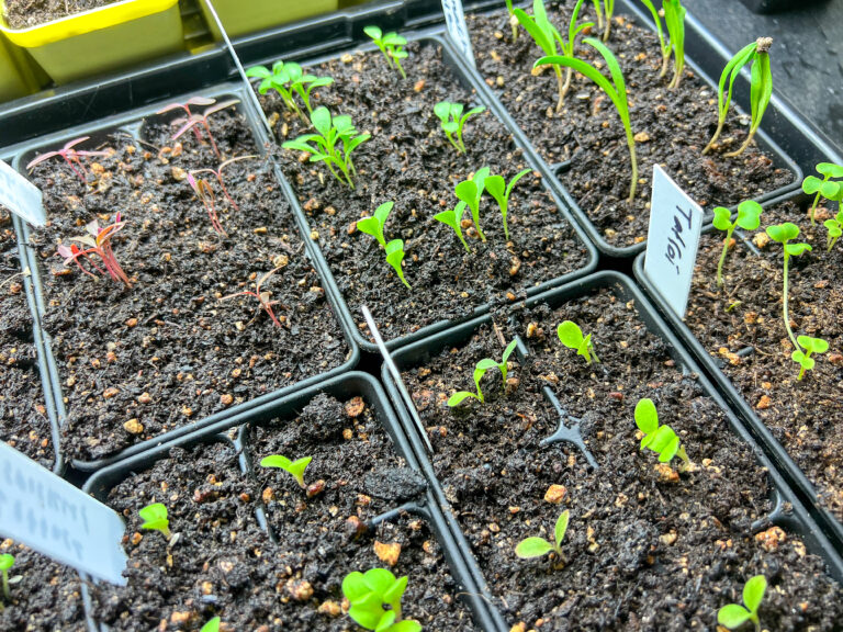 Seed starting 101: A seed sowing guide for beginners.