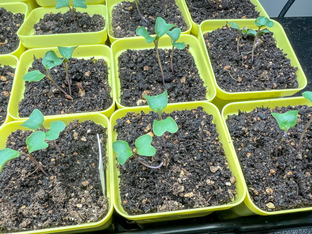 Yellow 2.5 cell pots seedlings after seed sowing