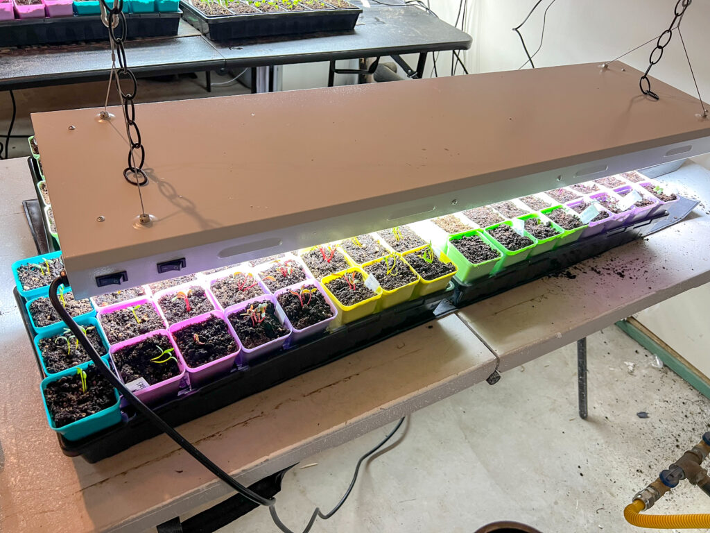 A table of seedlings under a grow light.
