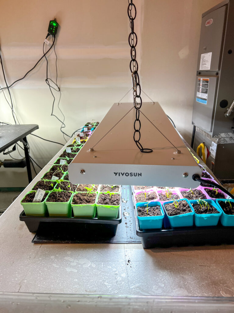 Seedlings under a grow light after seed sowing
