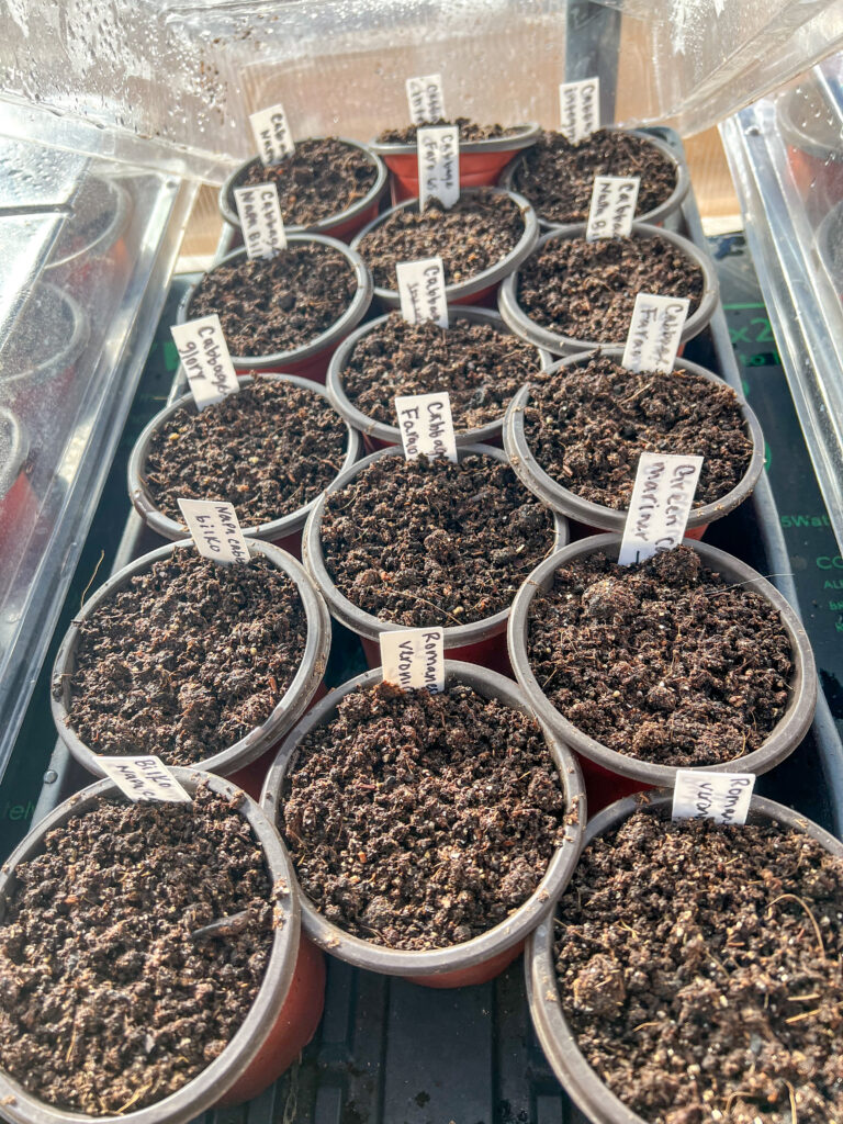 seedling cups labeled and filled with soil after seed sowing