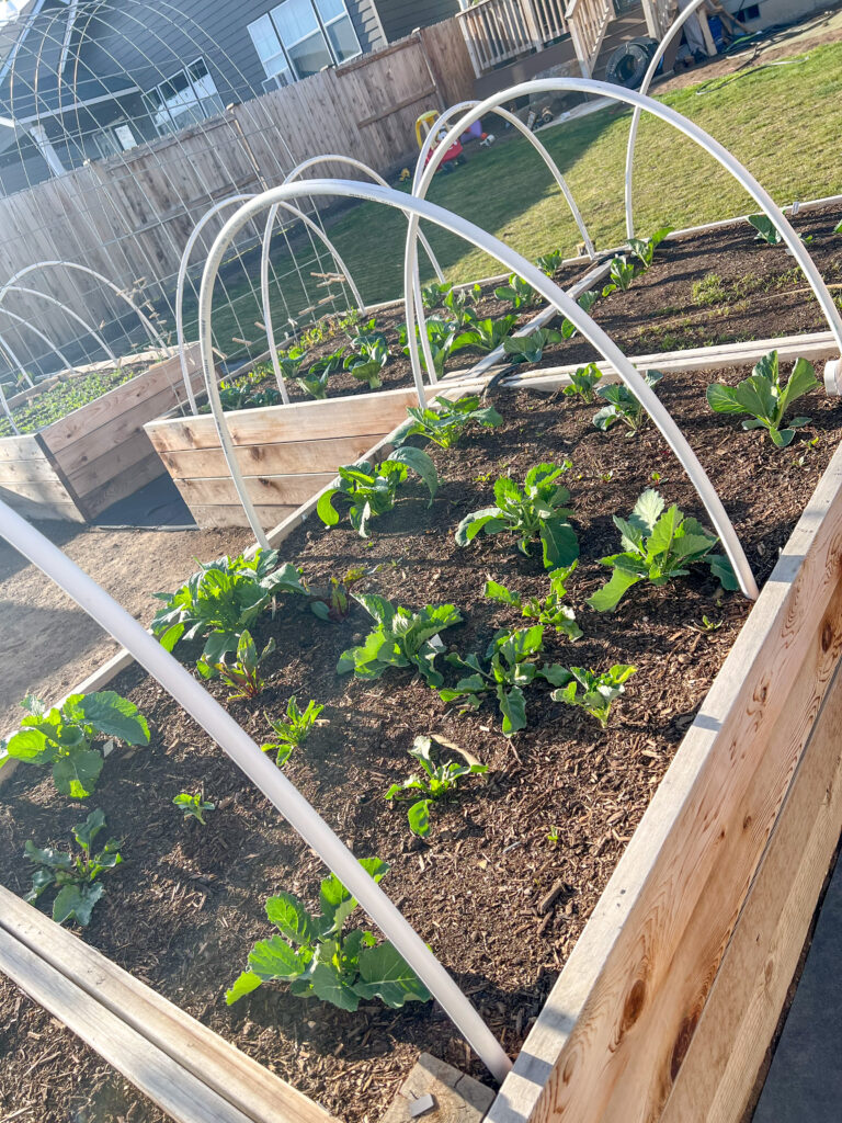 Raised garden beds filled with Vegetables.